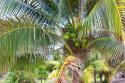 Lovely Bunch of Coconuts
Picture # 1072
